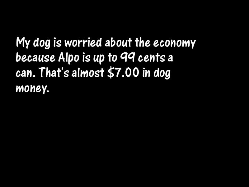 Pets Motivational Quotes